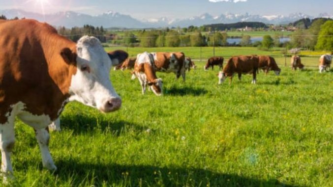 Pasune-vaci-Baltata-Romaneasca-bovine.jpg
